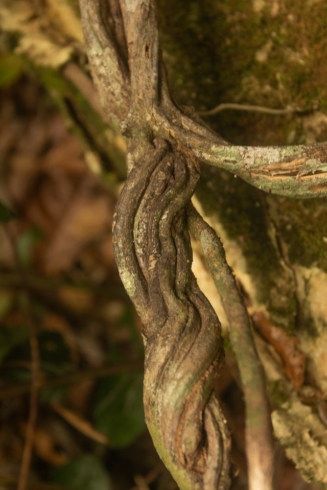 Estudos Marajó