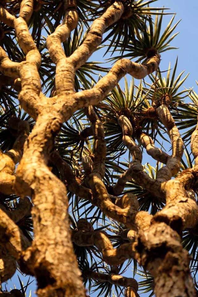 Sem título, Socotra