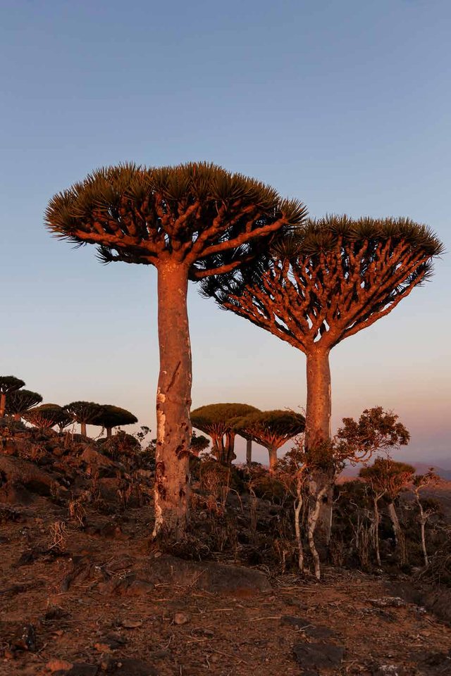 Sem título, Socotra