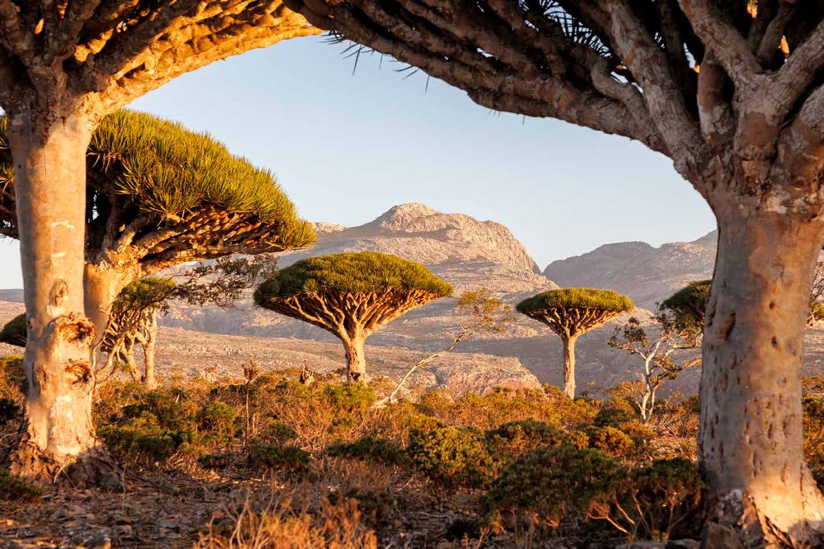 Sem título, Socotra