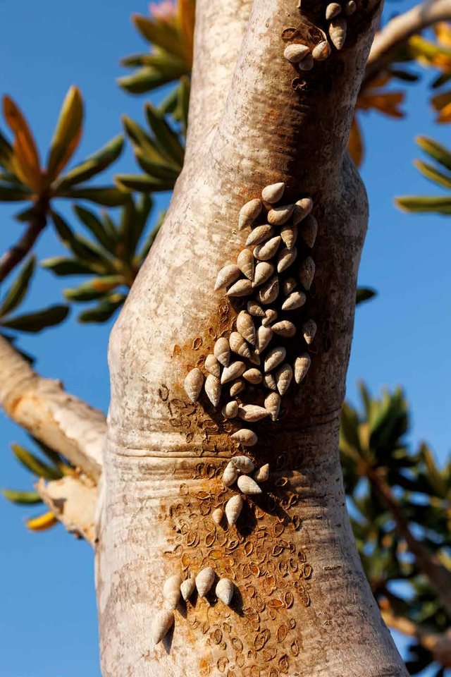 Sem título, Socotra