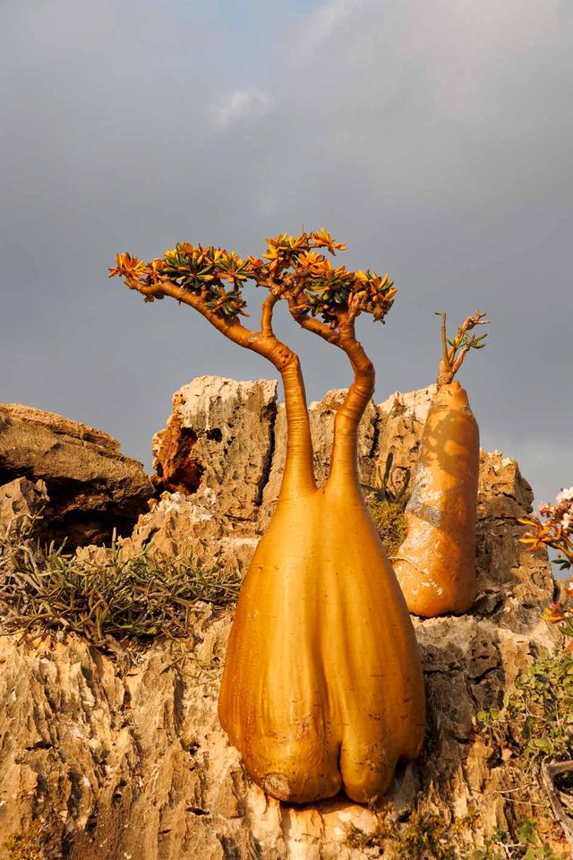 Sem título, Socotra
