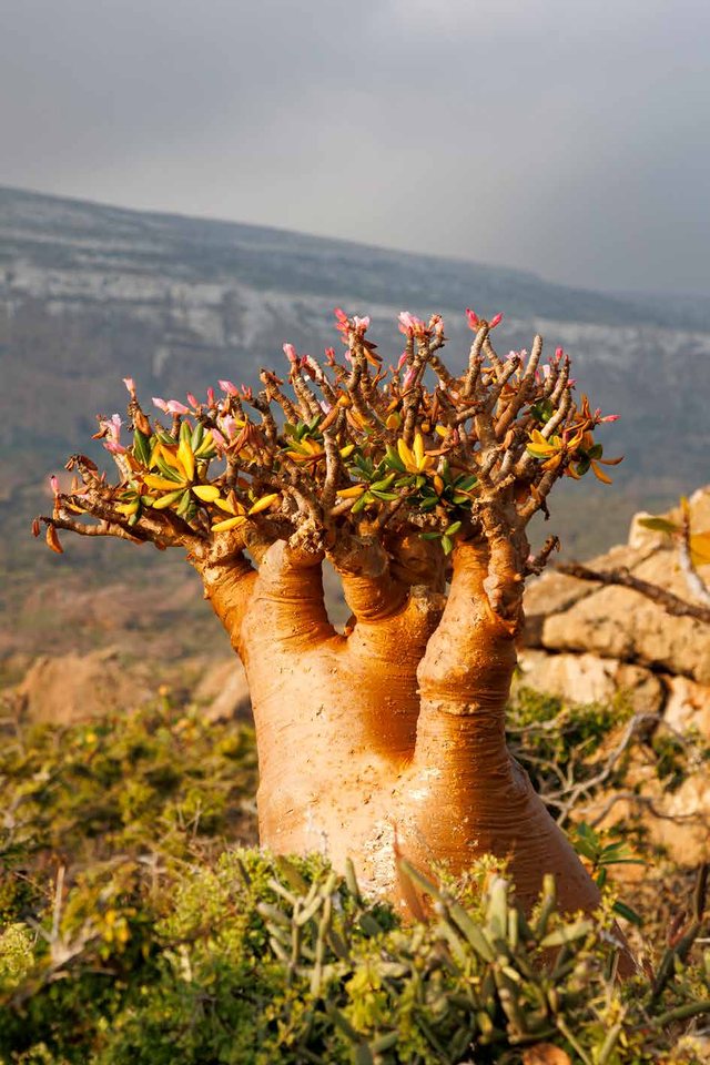 Sem título, Socotra