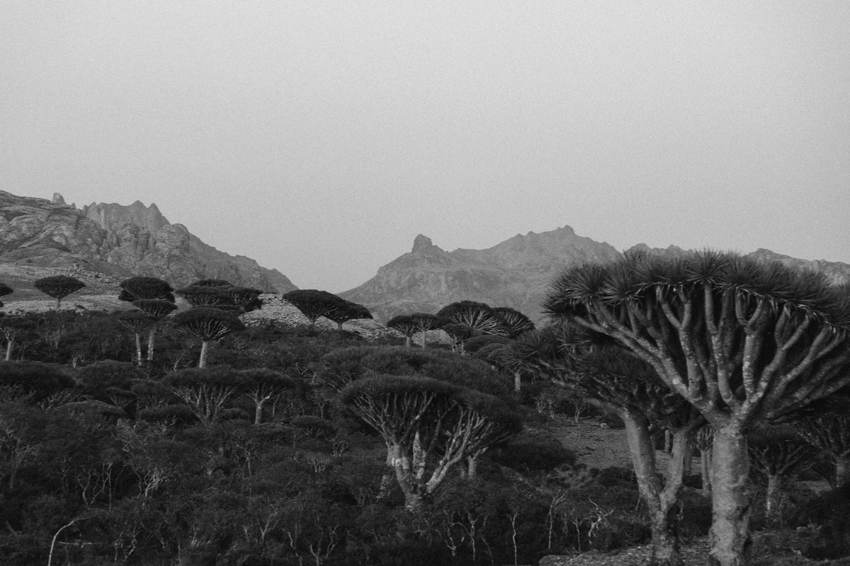 Sem título, Socotra