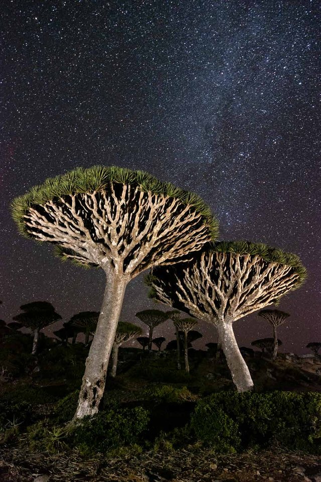 Sem título, Socotra