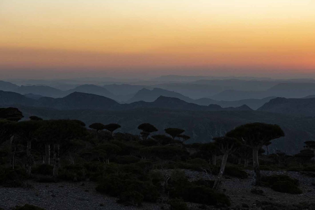 Sem título, Socotra