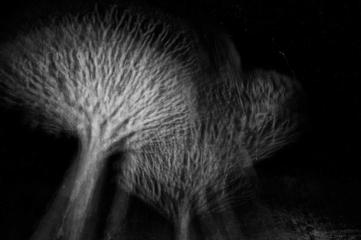 Sem título, Socotra